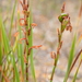 Watsonia amabilis - Photo (c) Nick Helme, alguns direitos reservados (CC BY-SA), uploaded by Nick Helme