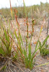 Watsonia amabilis