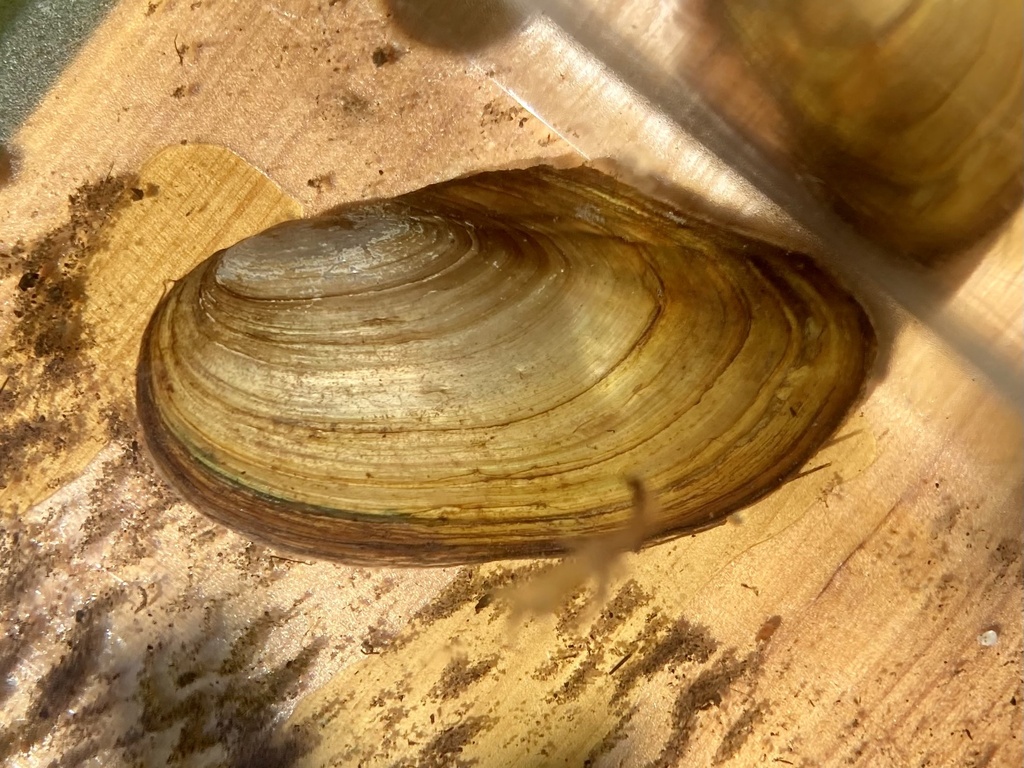 Swan Mussel, photo 1 of 10