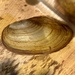 Swan Mussel - Photo (c) michael-sonniks, some rights reserved (CC BY-NC)