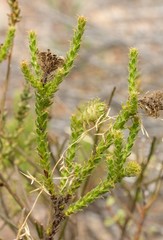 Cullumia reticulata