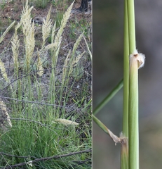 Capeochloa cincta