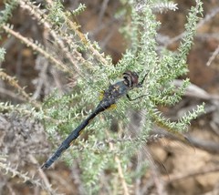 Zygonyx natalensis