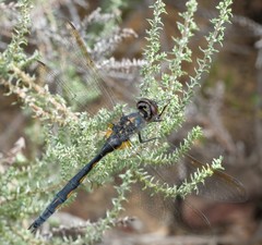 Zygonyx natalensis