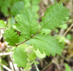 Acaena juvenca