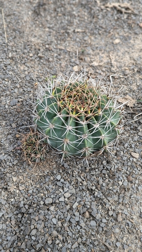 Echinopsis rojasii