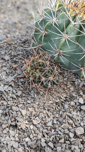 Echinopsis rojasii, photograph 2
