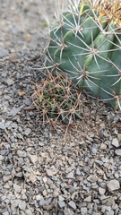Echinopsis rojasii, photograph author not stated, no rights reserved