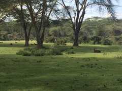 Kobus ellipsiprymnus