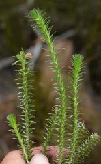 Myrovernix glandulosus