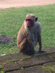 Macaca sinica