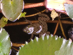 Euphlyctis cyanophlyctis