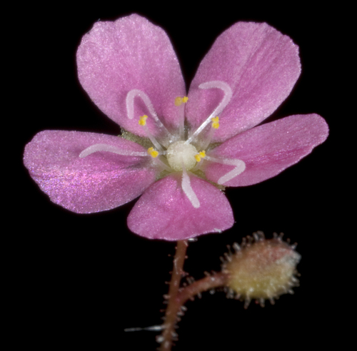 Drosera pulchella Lehm.