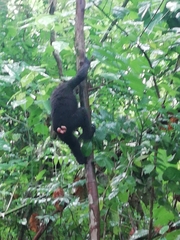 Macaca nigra