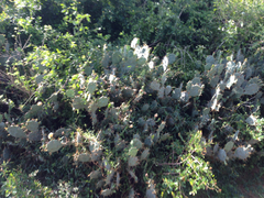 Opuntia stricta