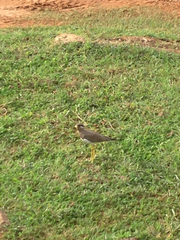 Vanellus malabaricus