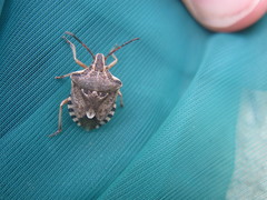 Codophila varia