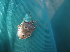 Codophila varia