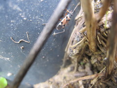 Beosus quadripunctatus