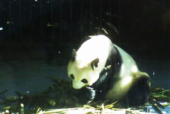 Ailuropoda melanoleuca