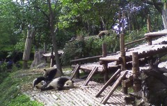 Ailuropoda melanoleuca