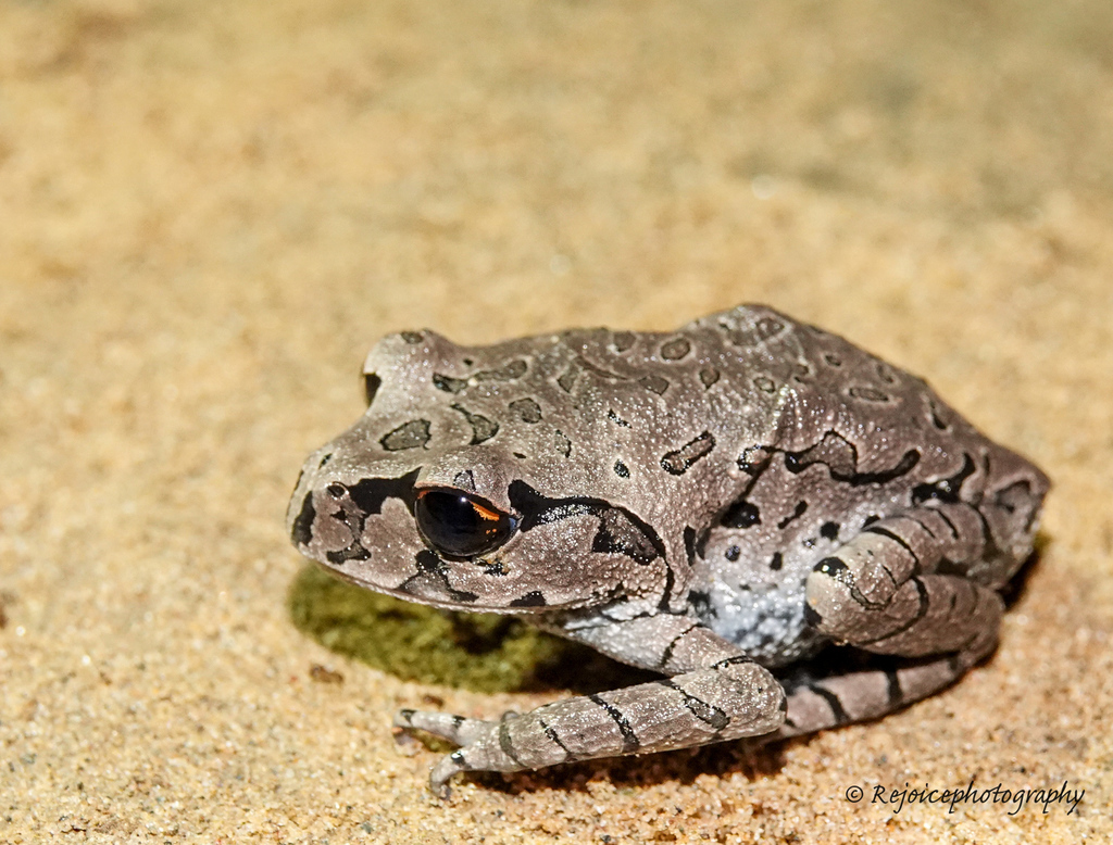 Rakhine Bicolor-eyed Toadfrog