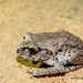 Adung Lazy Toad - Photo (c) Rejoice Gassah, some rights reserved (CC BY), uploaded by Rejoice Gassah