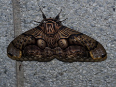 Brahmaea wallichii insulata