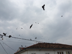 Corvus splendens