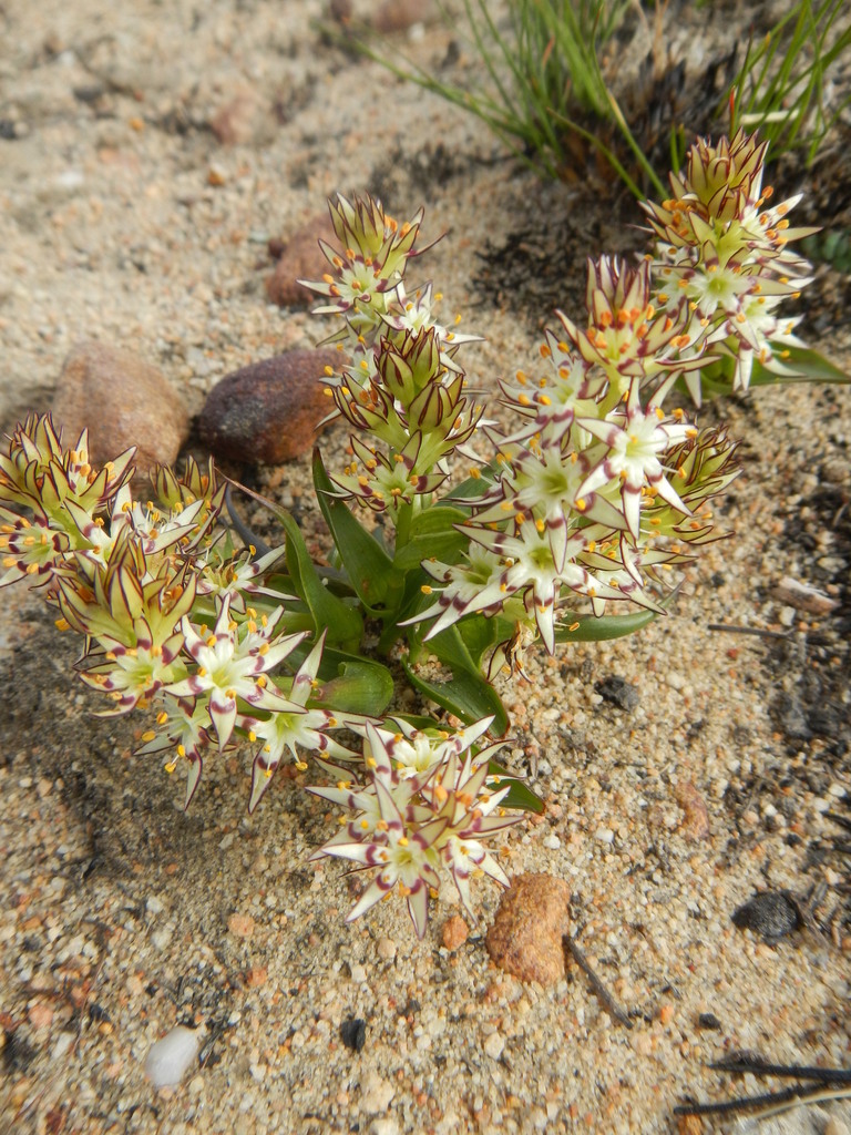Wurmbea variabilis