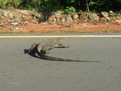 Varanus salvator salvator