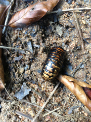 Arthrosphaera versicolor