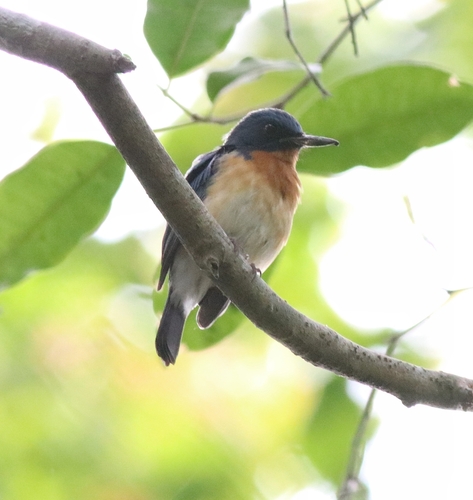 Tickell's Blue Flycatcher (Cyornis tickelliae), photo 8