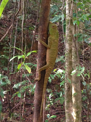 Lyriocephalus scutatus