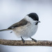 Marsh Tit - Photo (c) Александр, some rights reserved (CC BY-NC-SA), uploaded by Александр