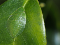 Tituria planata