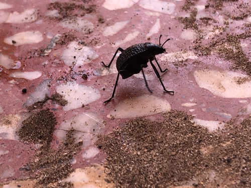 Pitted Beetle
