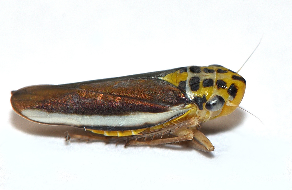 Ishidaella naomiae