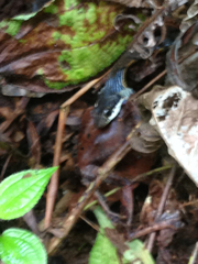 Dendrelaphis caudolineolatus