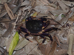 Geothelphusa miyazakii