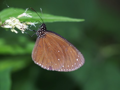Euploea tulliolus koxinga