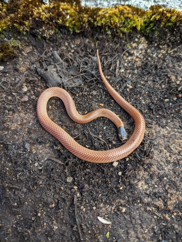 Photo of a Gould's Black-headed Snake (Suta gouldii)