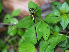 Leptogomphus sauteri formosanus