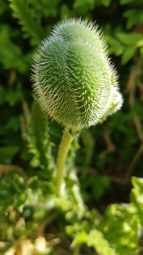 Pavot sauvage 3