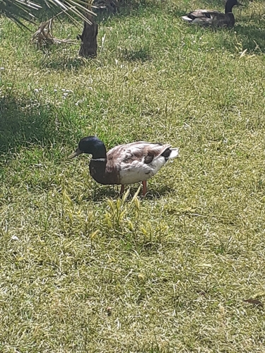 Canard colvert