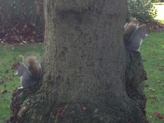 Sciurus carolinensis