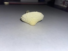 Leucocoprinus birnbaumii image