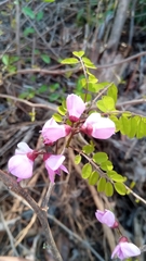 Millettia