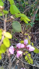 Millettia