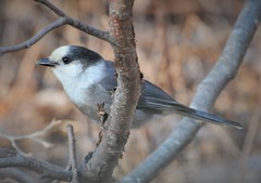 Perisoreus canadensis image
